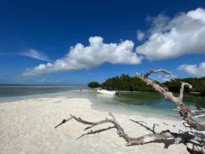 sandbar mangrove beach